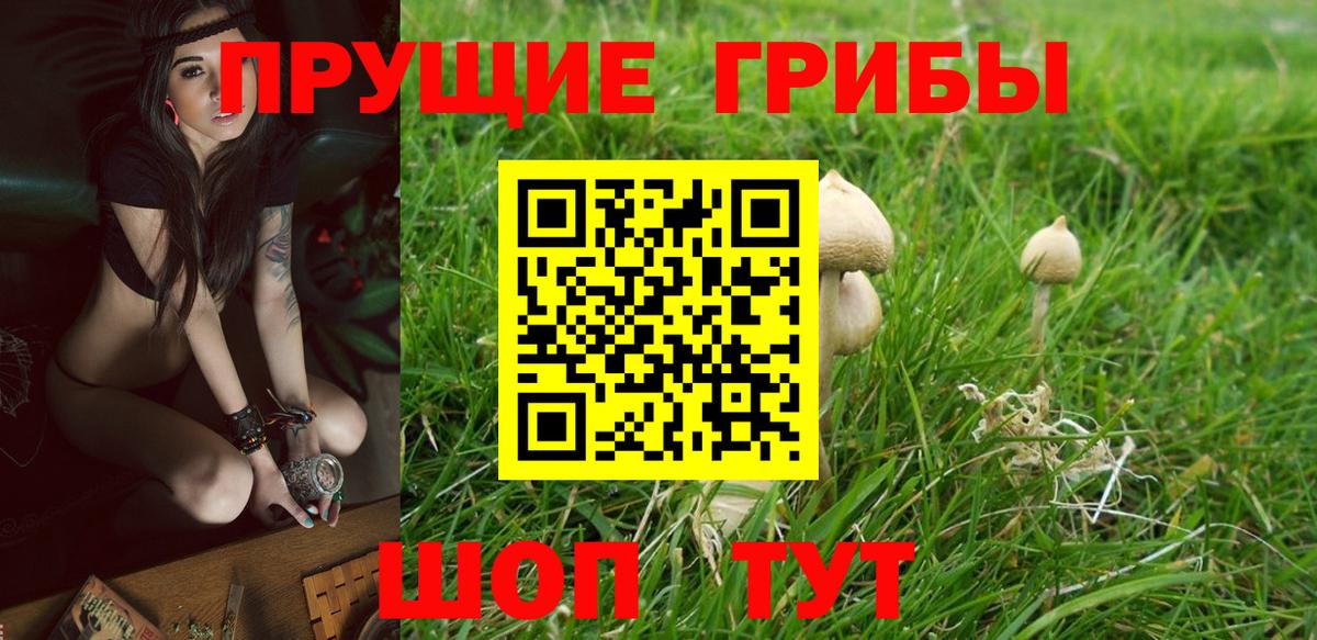 Псилоцибиновые грибы Psilocybe Котлас